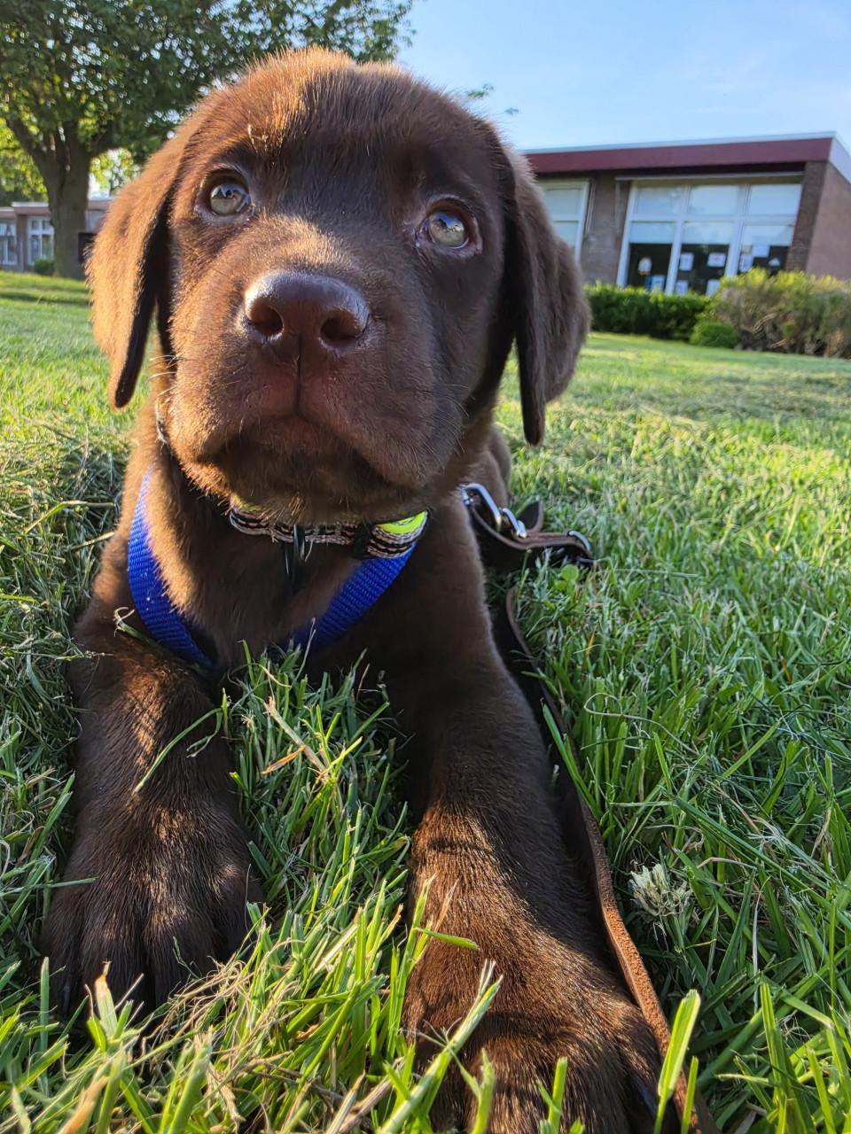 Labrador pup reu
