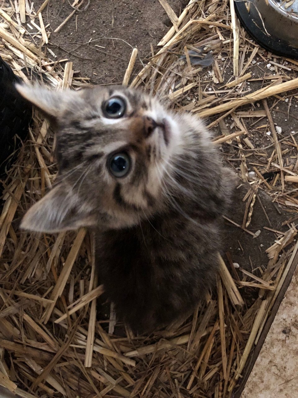 Boerderij kittens
