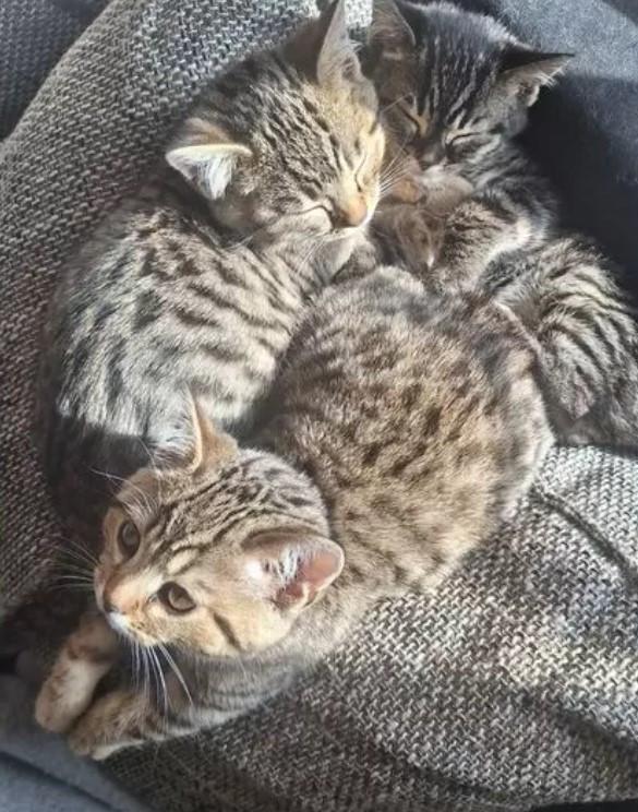 Kittens