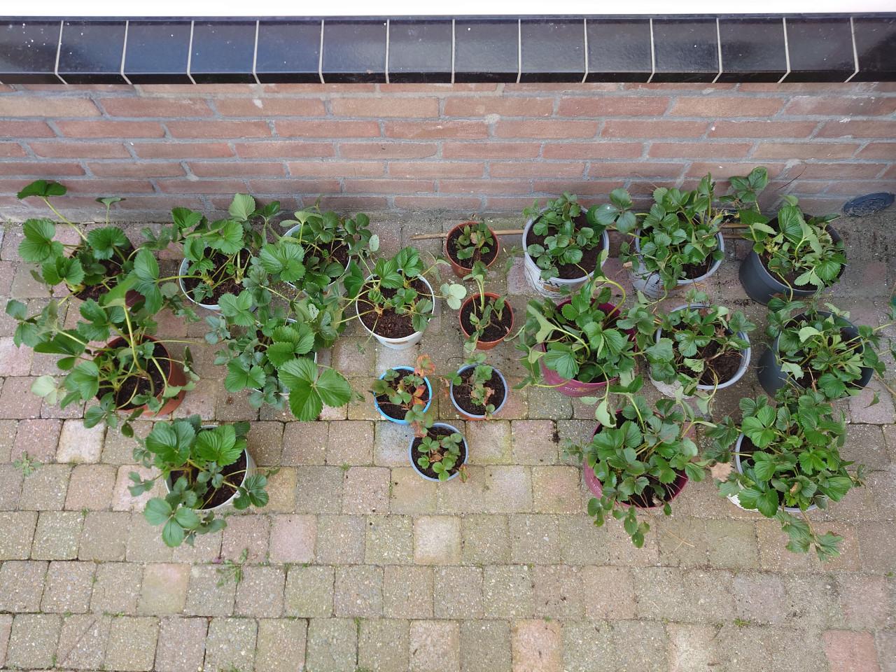 Div. aardbeienplanten te koop! (Ook bio!)