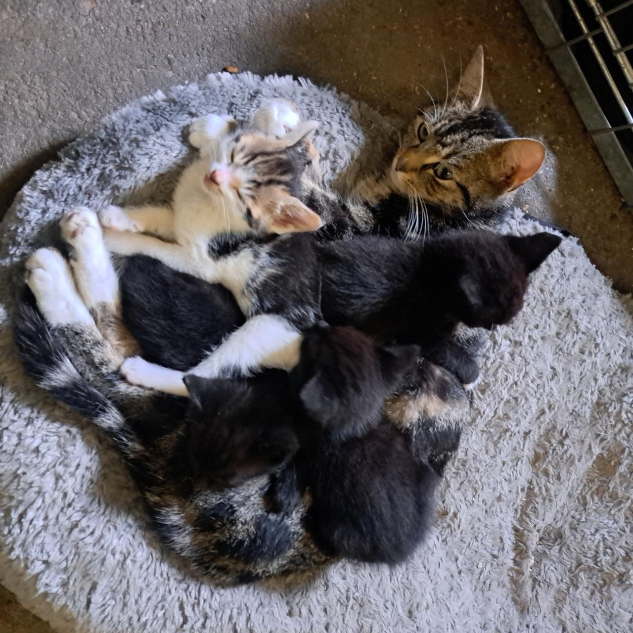 Kittens