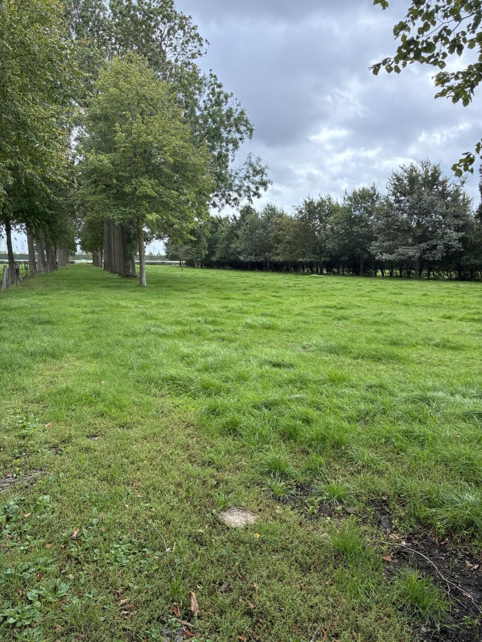 Gezocht: Weidemaatje voor Pony omgeving Arnemuiden.