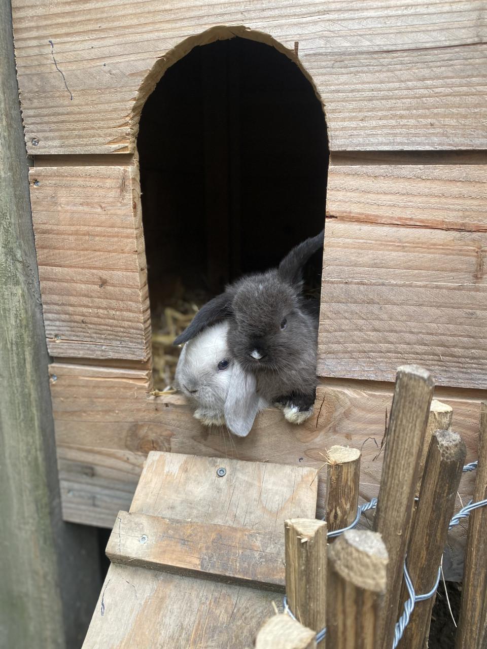 Jonge Mini Lop konijnen