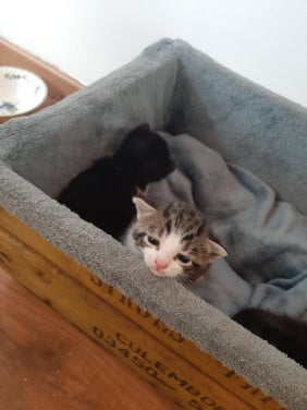 Kittens