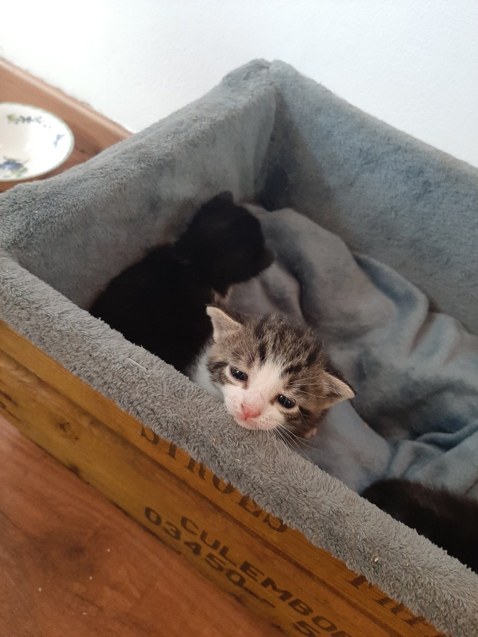 Kittens