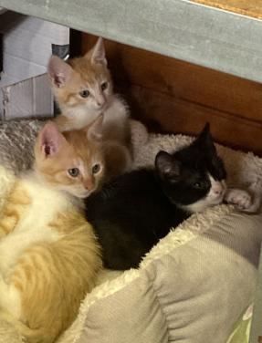 Kittens