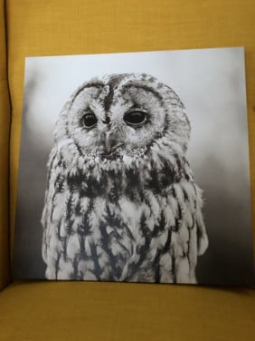 Uil schilderij