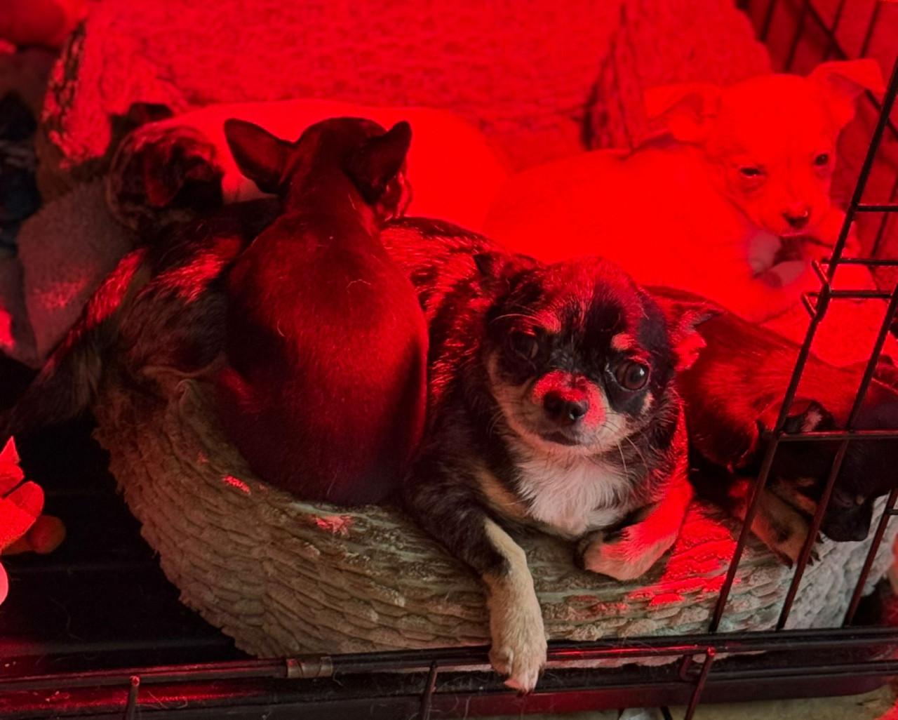 Prachtige chihuahua puppy's