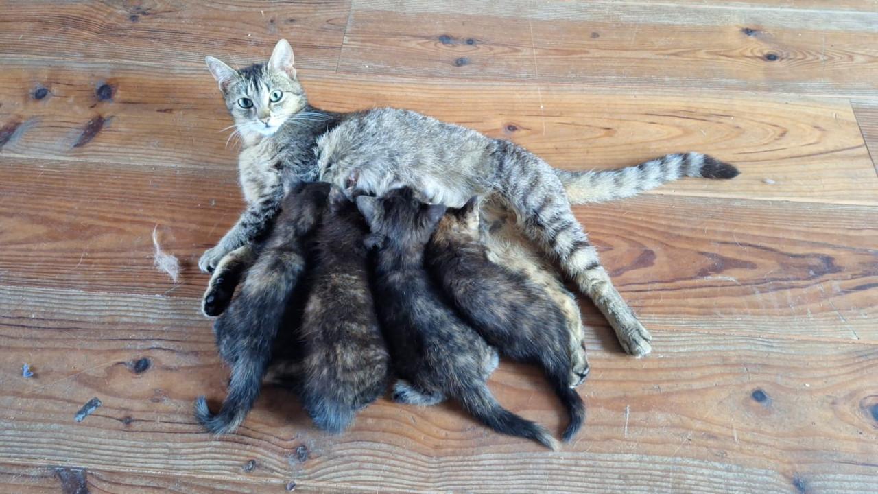 Jonge poesjes, kittens