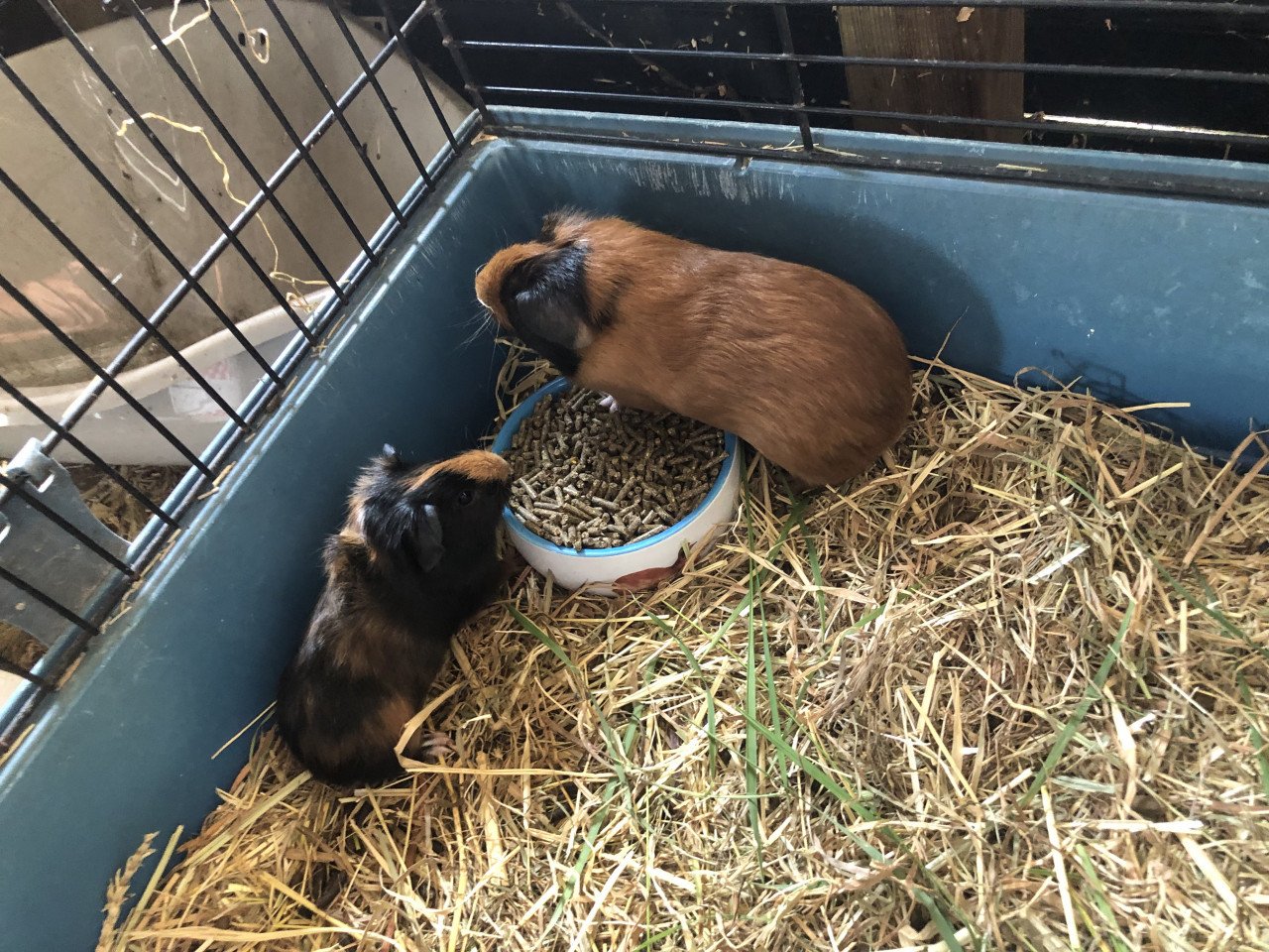 Deze 3 knapperds (cavia) zoeken nog een plekje!!