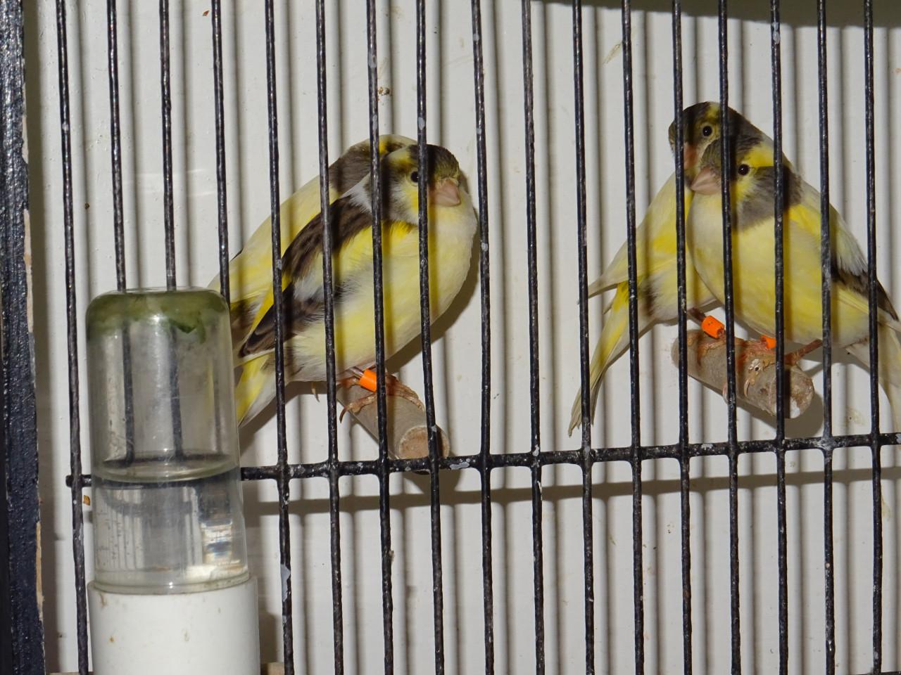 Te koop enkele man kanaries  verschillende kleuren