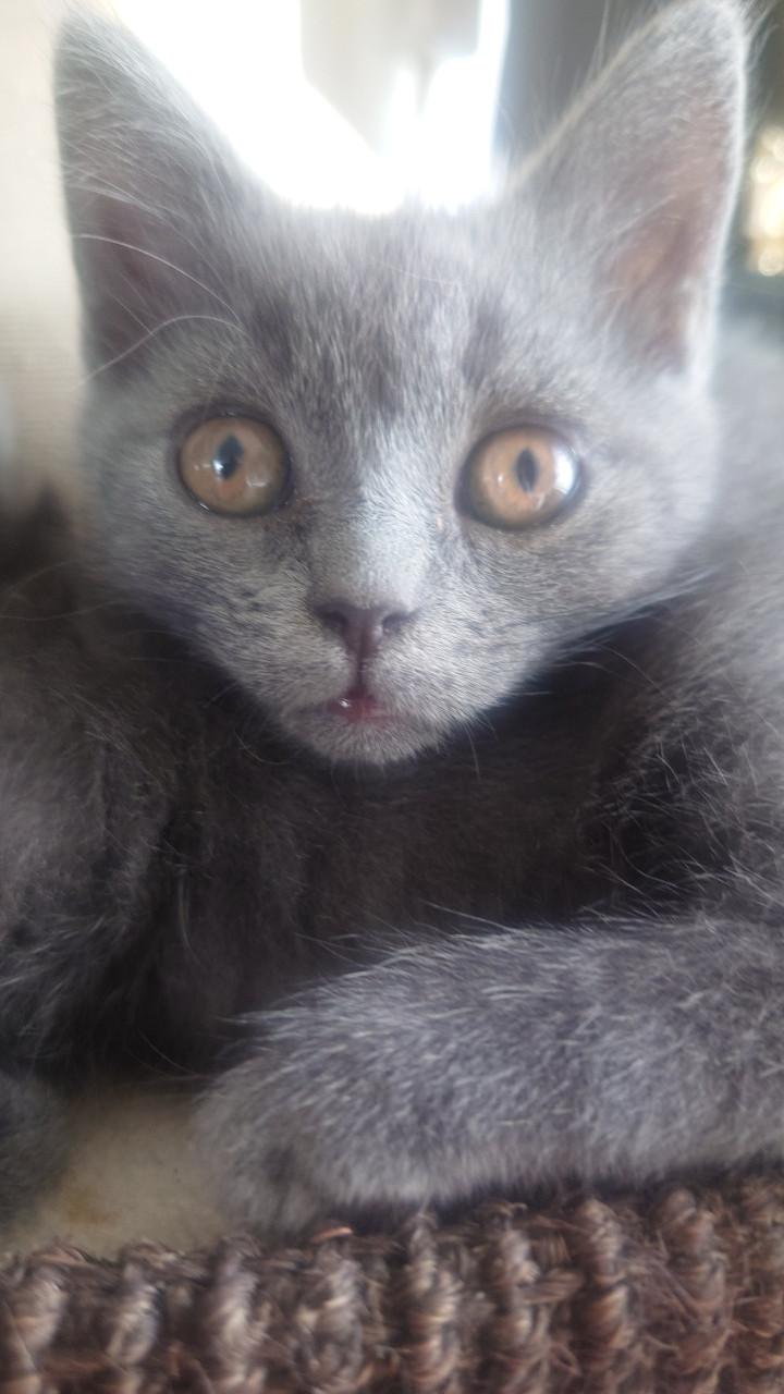 Brits korthaar X kitten Blue solid