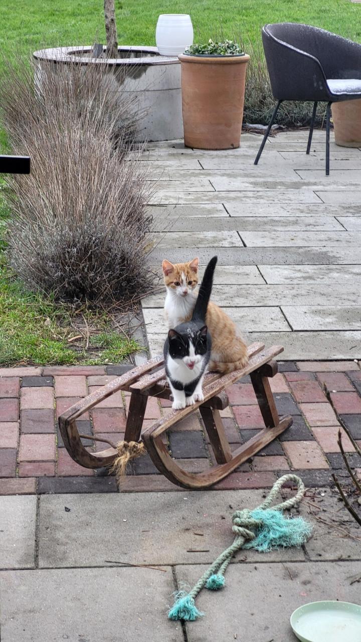 Boerderijkittens