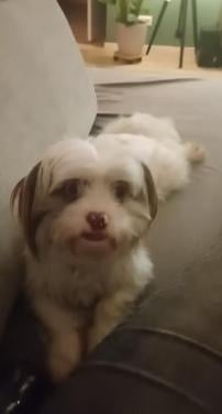 Boomer hondje hulp gevraagd!!!!!