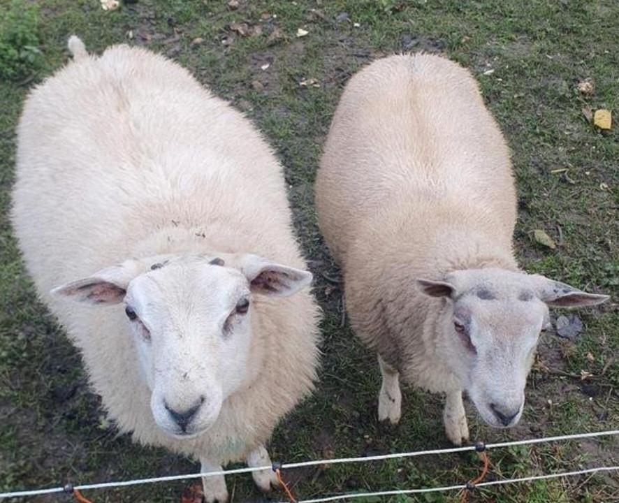 Schaap schapen ram rammen dekram