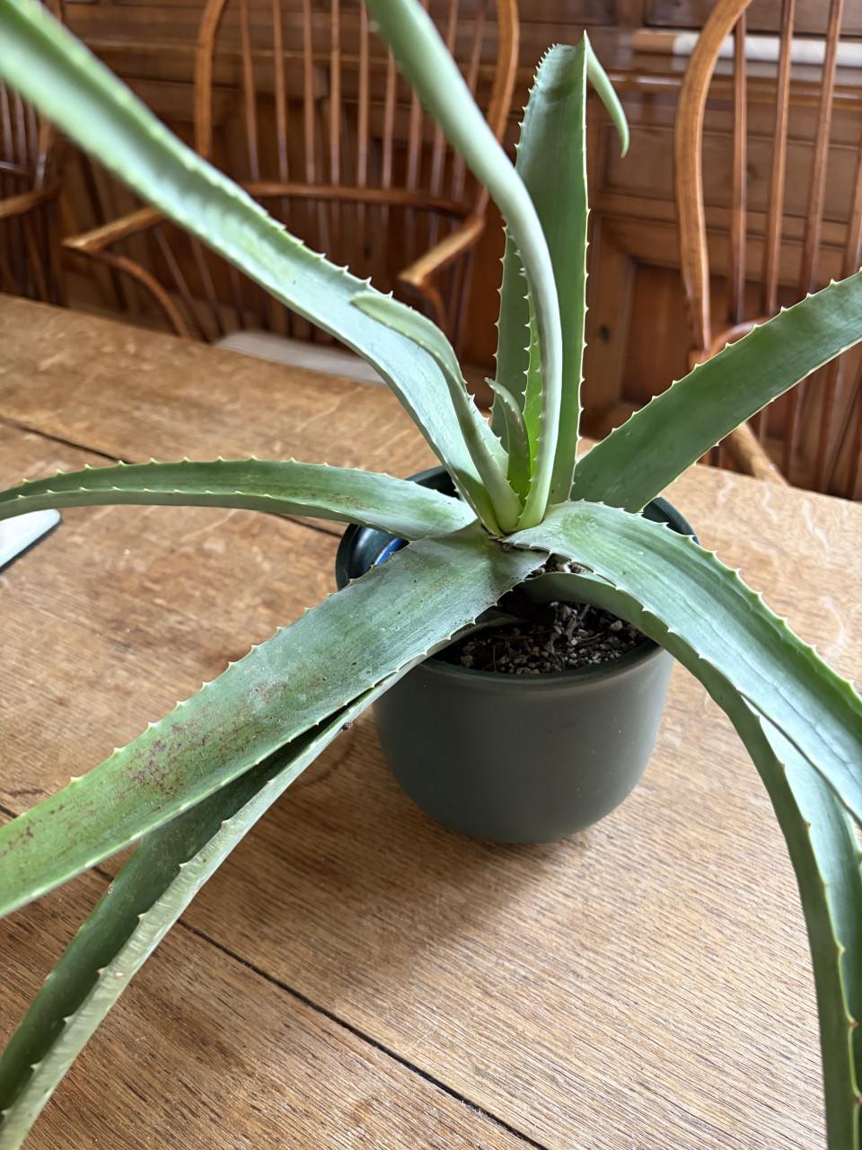 Aloe vera planten