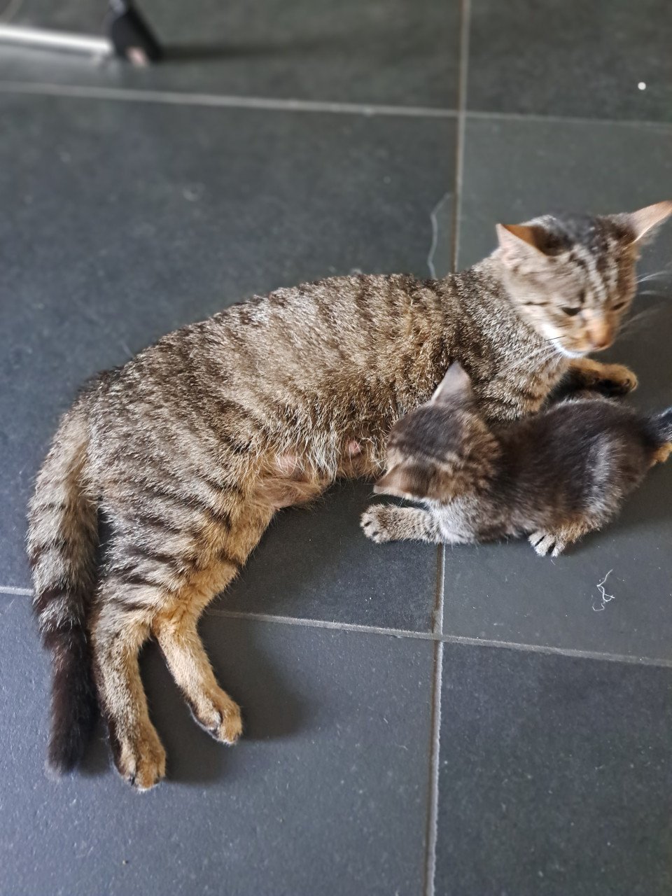 Verschillende lieve kittens