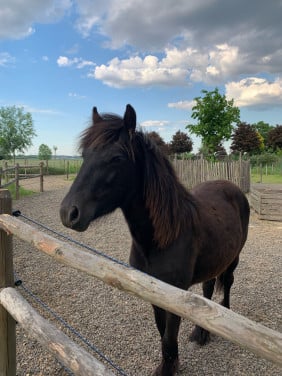 Knappe Fell pony merrie