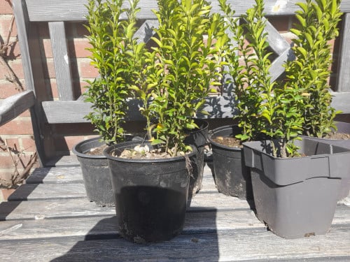 Buxus