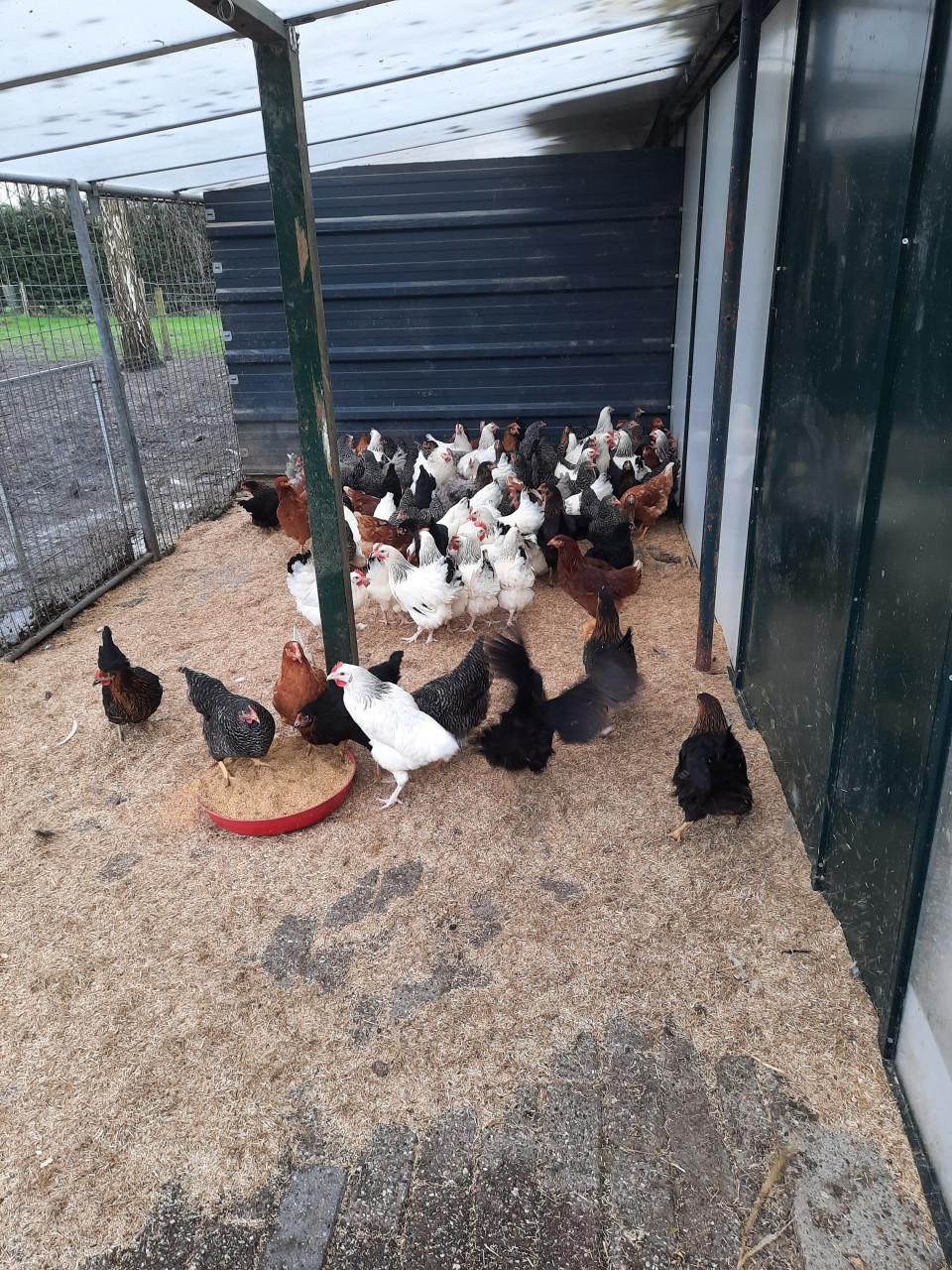 Grote keuze uit leghennen, sier- en krielkippen