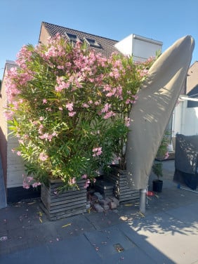 Oleander planten