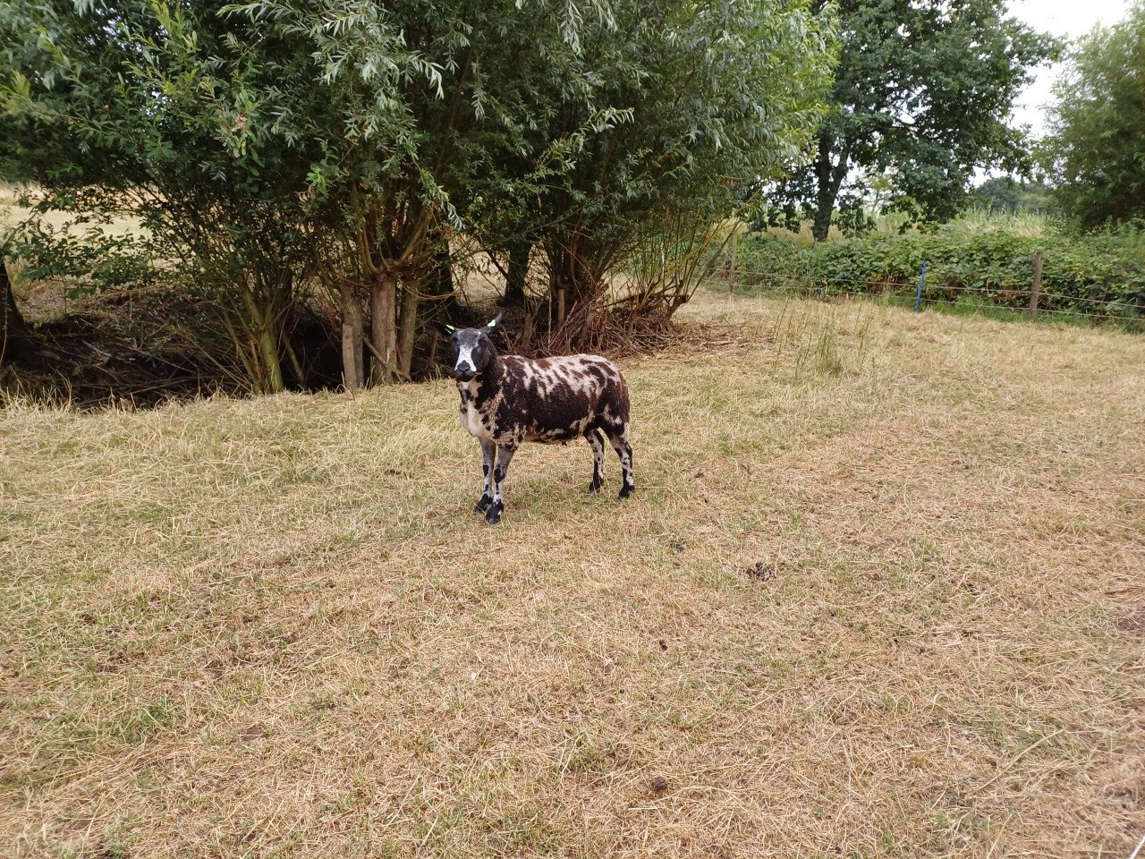 Bonte schapen en lammeren te koop
