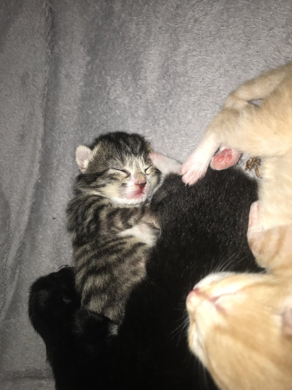 Kitten / Kittens zoeken gouden mandje! ❤️