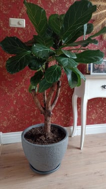 Kamerplant