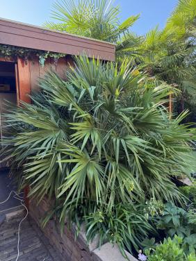 Palm (dwerg palm)