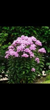 Flox  roze