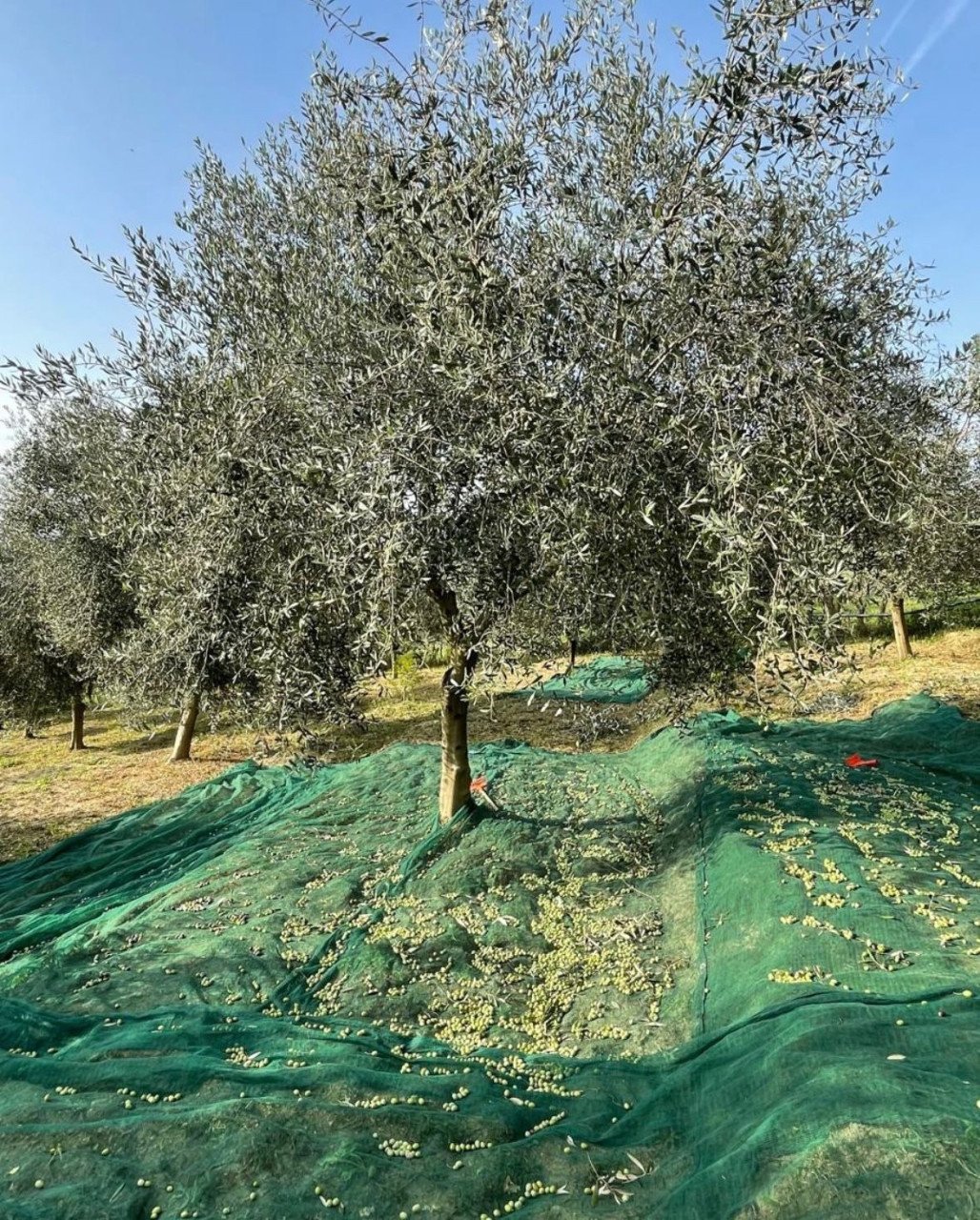 Extra vierge olijfolie uit eigen boomgaard in Albanië