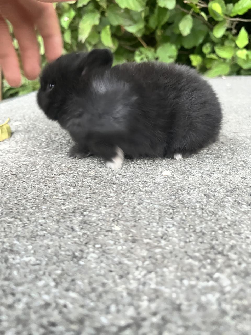 Baby konijnen