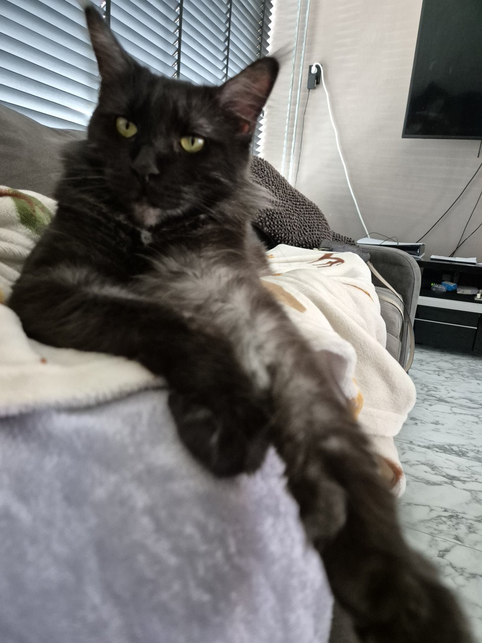 Maine coon poes 2 jaar oud