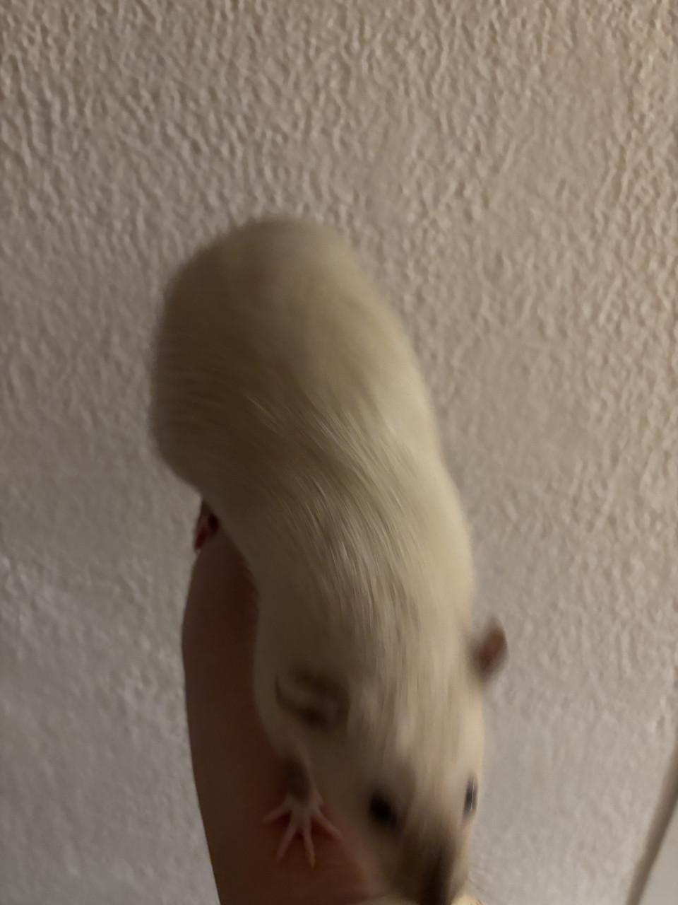 Siamese jongen ratjes te koop