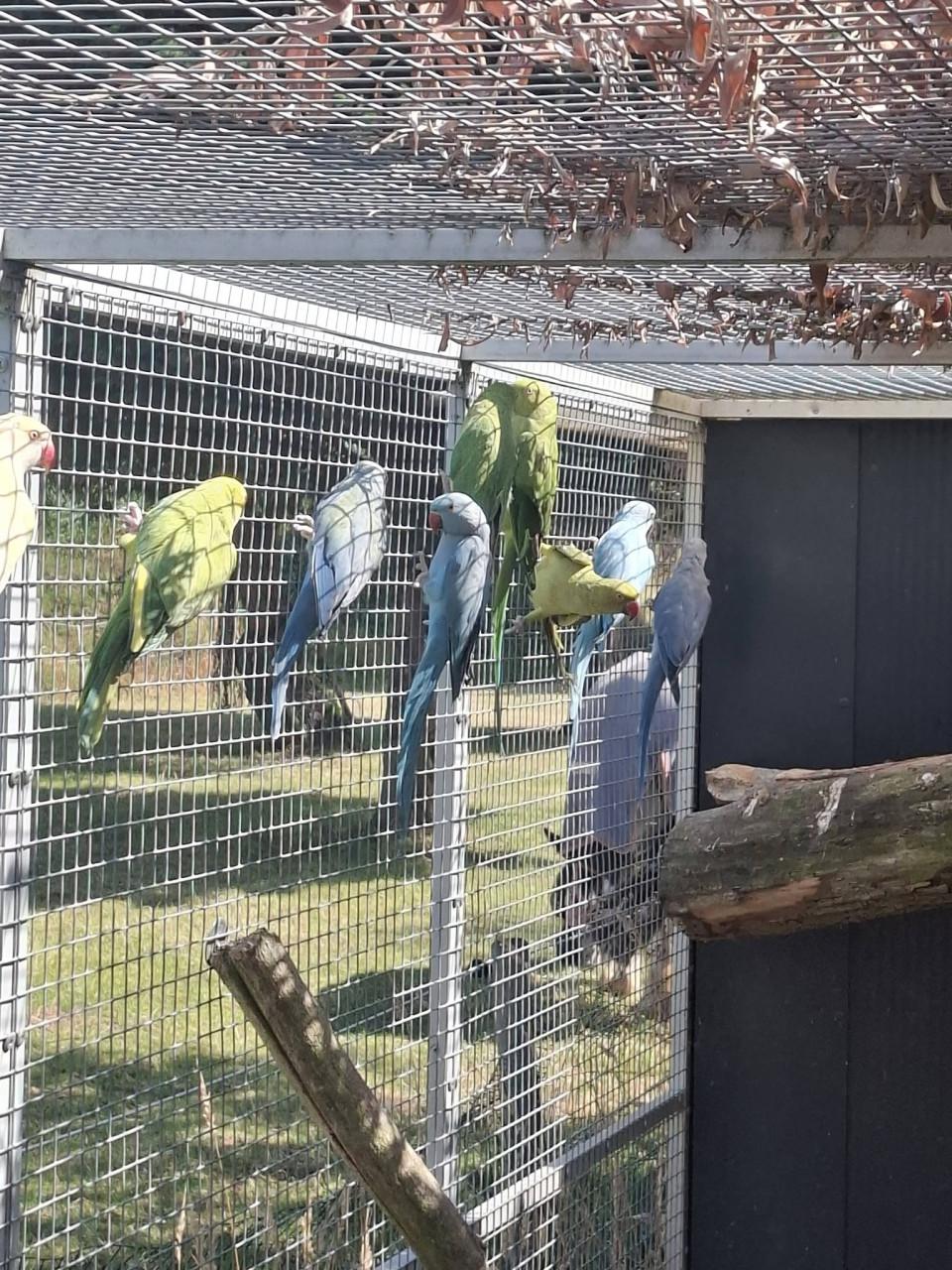 Zeer ruime keuze halsbandparkieten....