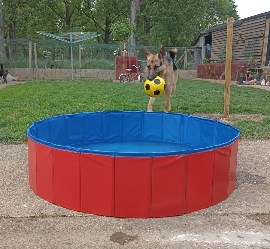 Hondenzwembad