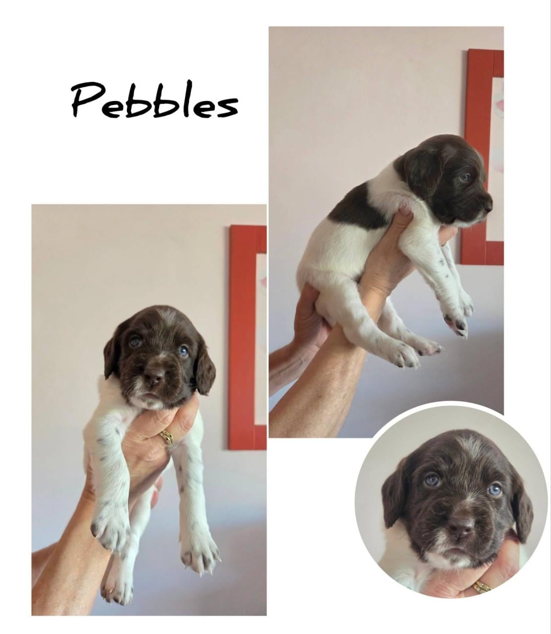 Heidewachtel teefjes