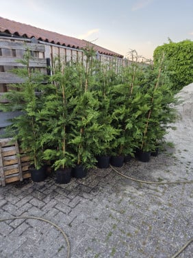 Coniferen Leylandii