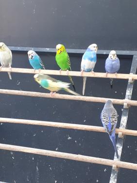 Grasparkieten van  2025