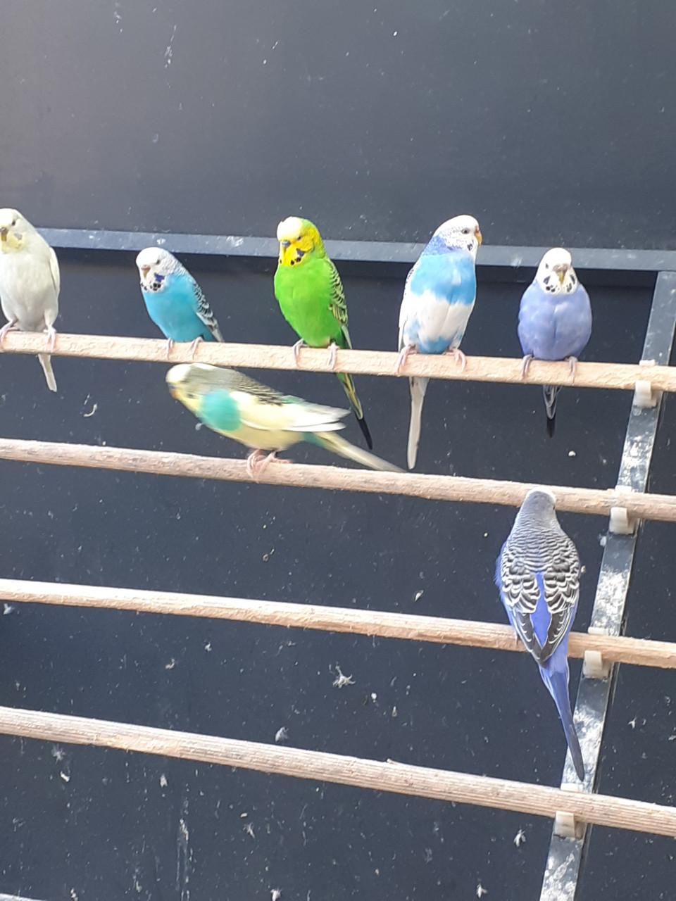 Grasparkieten van  2025