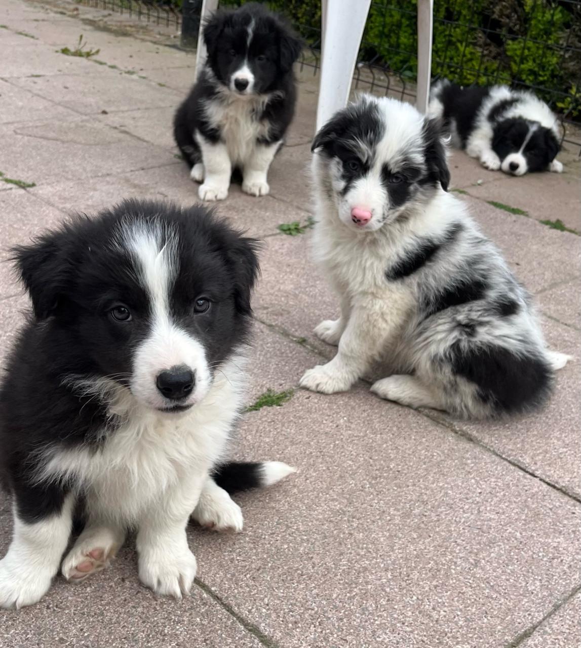Border collie puppys