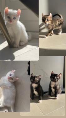 Kittens