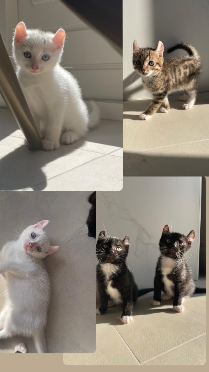 Kittens