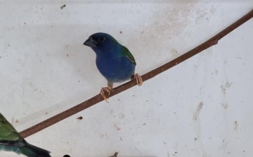 Forbes papegaai amadine man