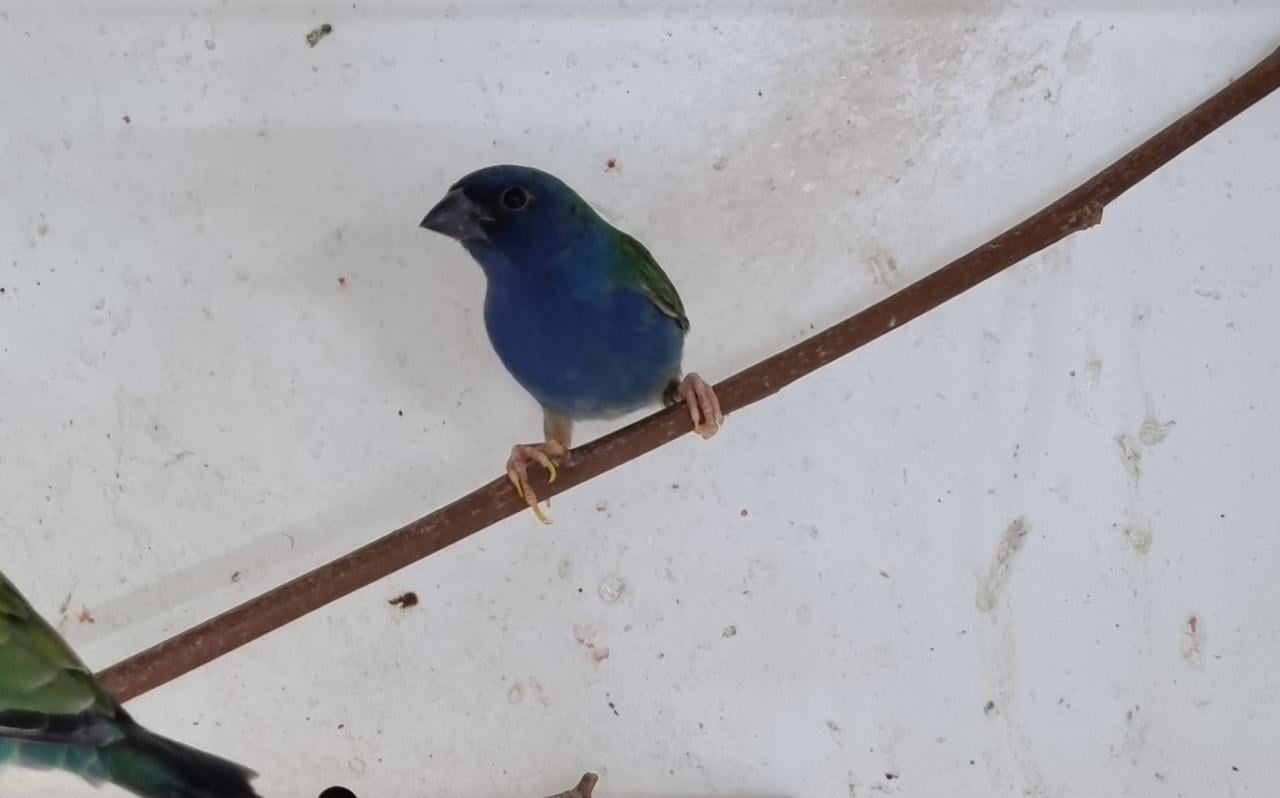 Forbes papegaai amadine man