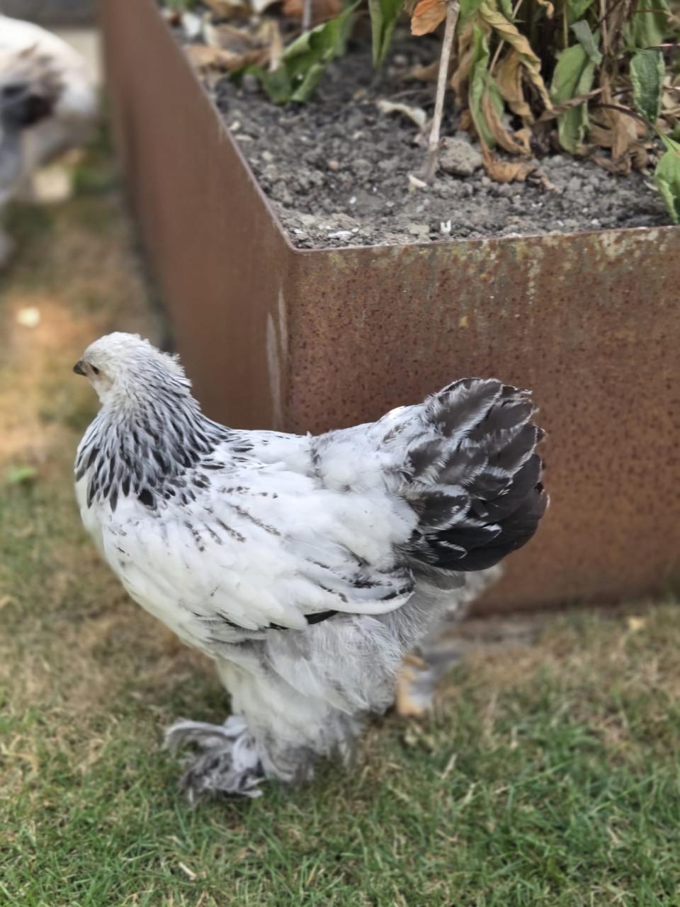 Jonge Brahma hen - wit/zwart Colombia