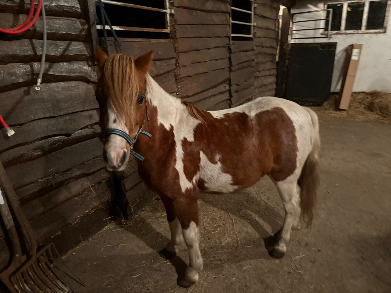 Te koop kinder pony