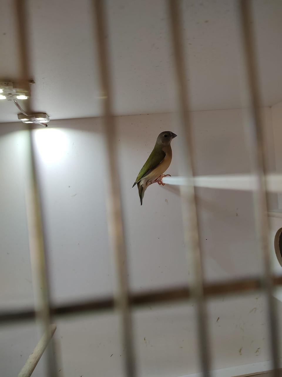 Gouldamadines (6)