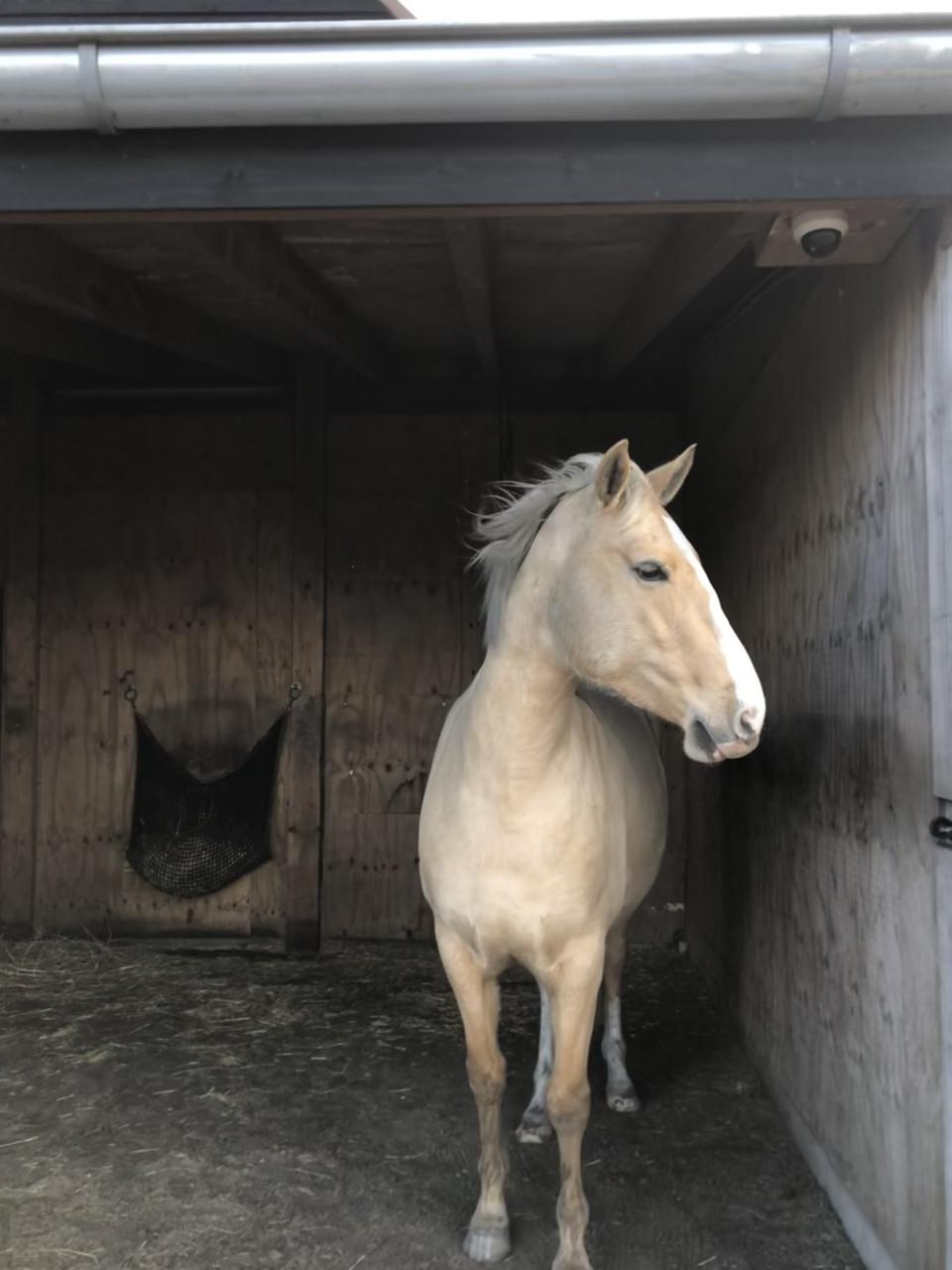 5-jarige Palomino PRE merrie