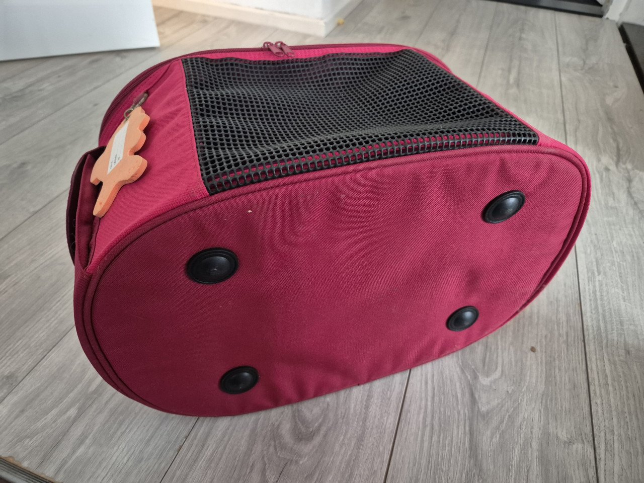 Reismand kat of kleine hond